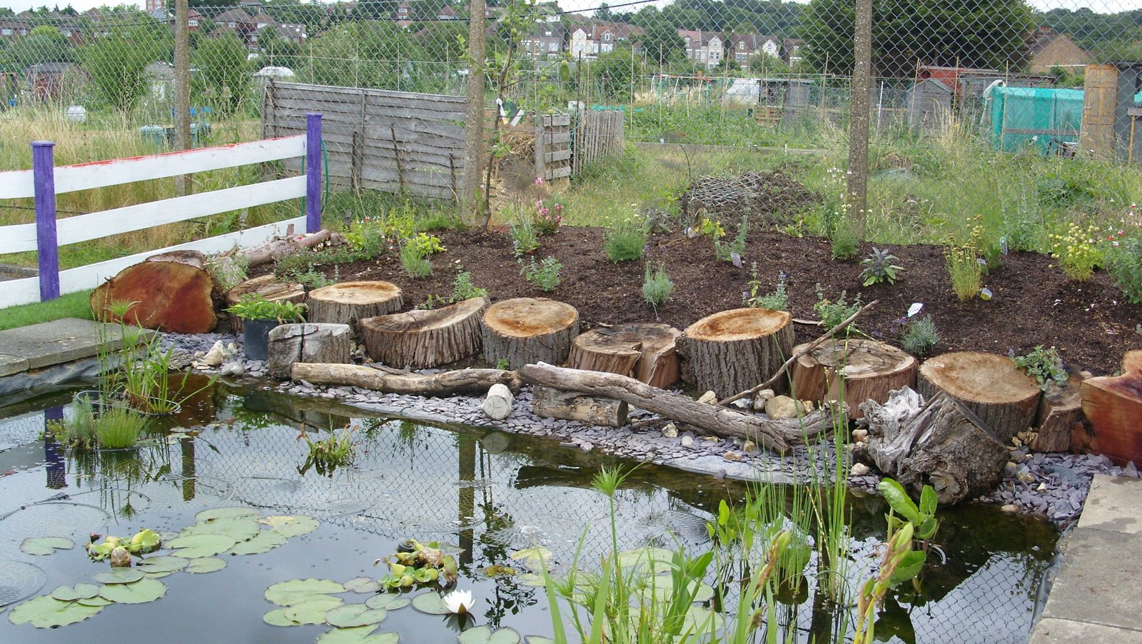 School Wildlife Garden And Pond Sarah Newton Garden Design