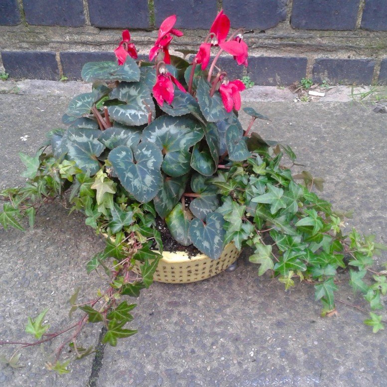 Colander planter