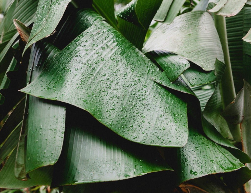 Water droplets captured on a leaf