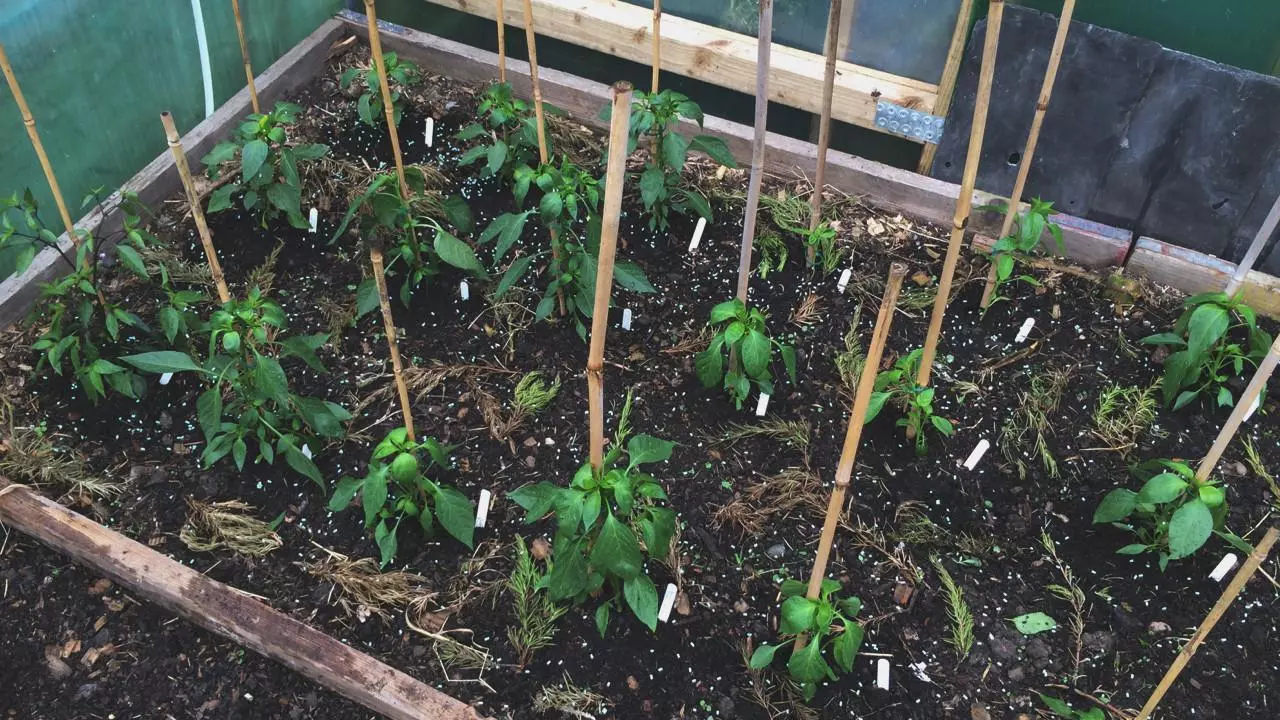 Allotment chillis