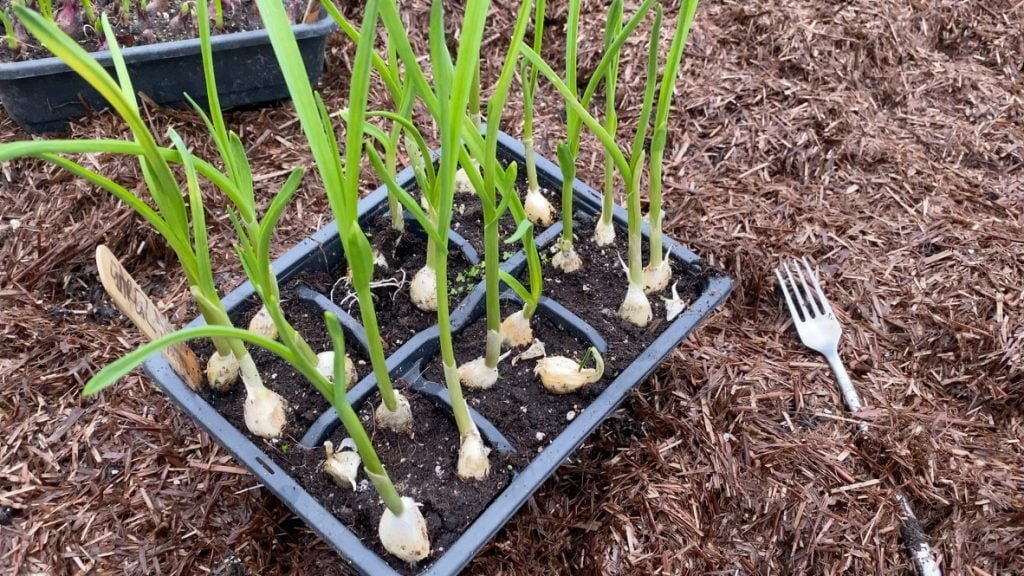 The Benefits of Raised Beds and Mulches • Sarah Newton Garden Design